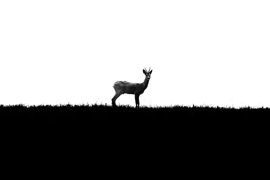 Silueta jelena stojícího na travnatém kopci s jasnou oblohou v pozadí a větví stromu na pravém okraji připomínající oceněnou CEWE fotografii.
